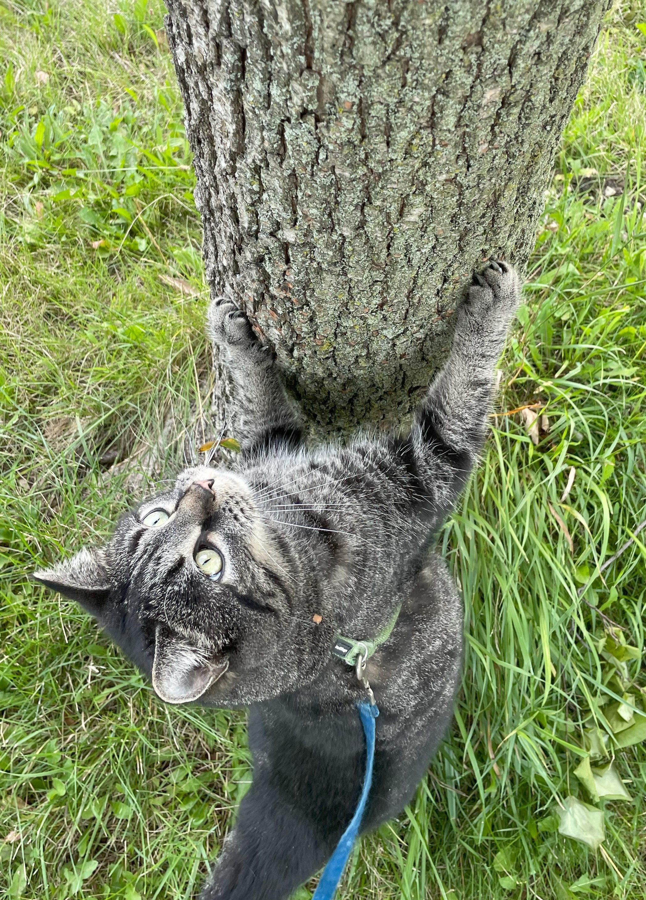 Tabby cat looking up to start climbing a tree.